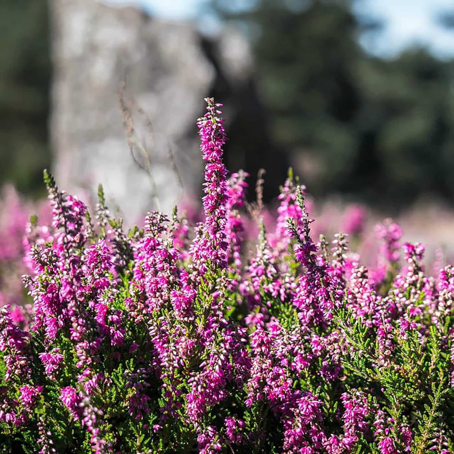 Scotch Heather Seeds for Planting,Calluna Vulgaris Low-Growing Evergreen Shrub for Patios