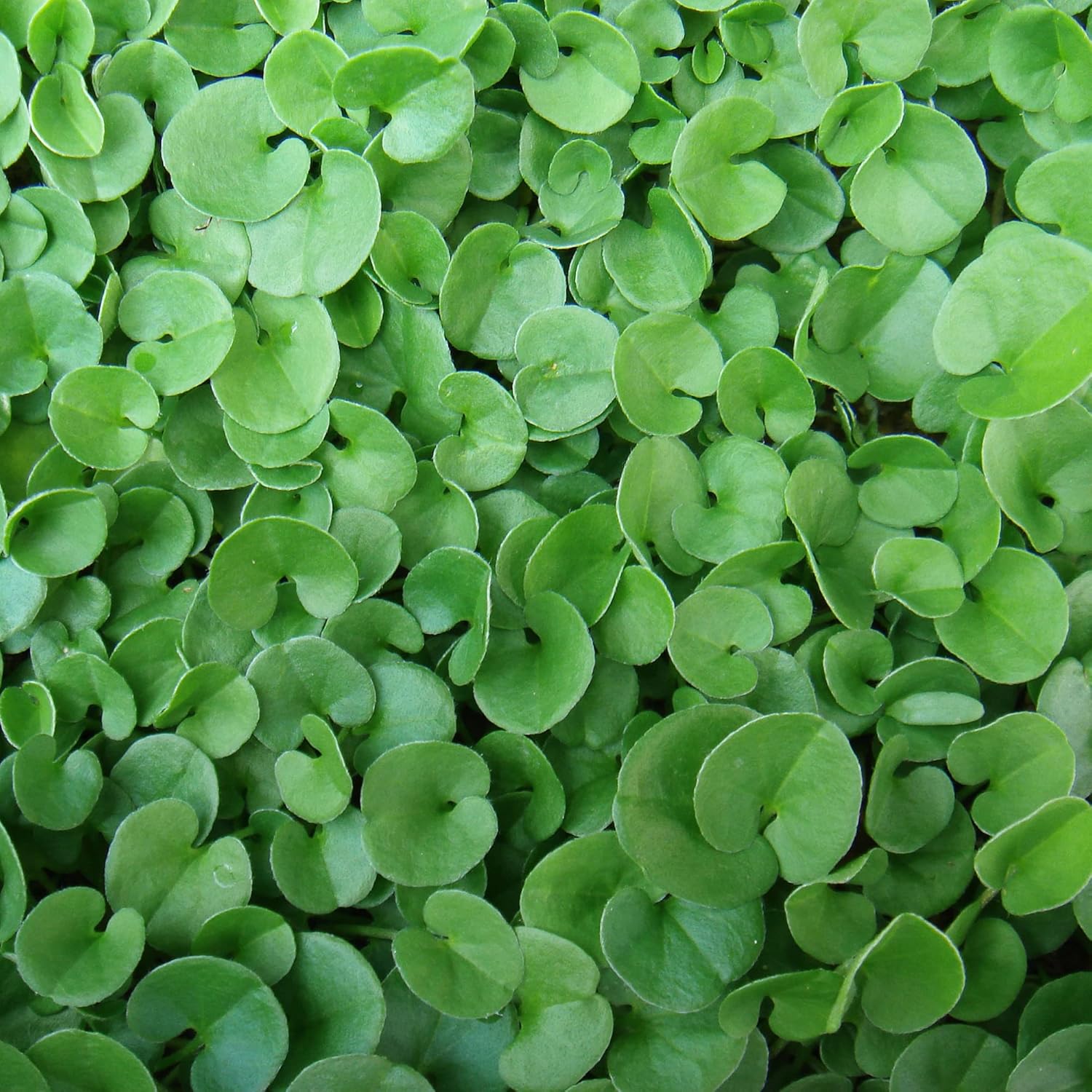 Dichondra Repens Seeds - Perennial Ground Cover Lawn Substitute - 100Pcs Herb Seeds