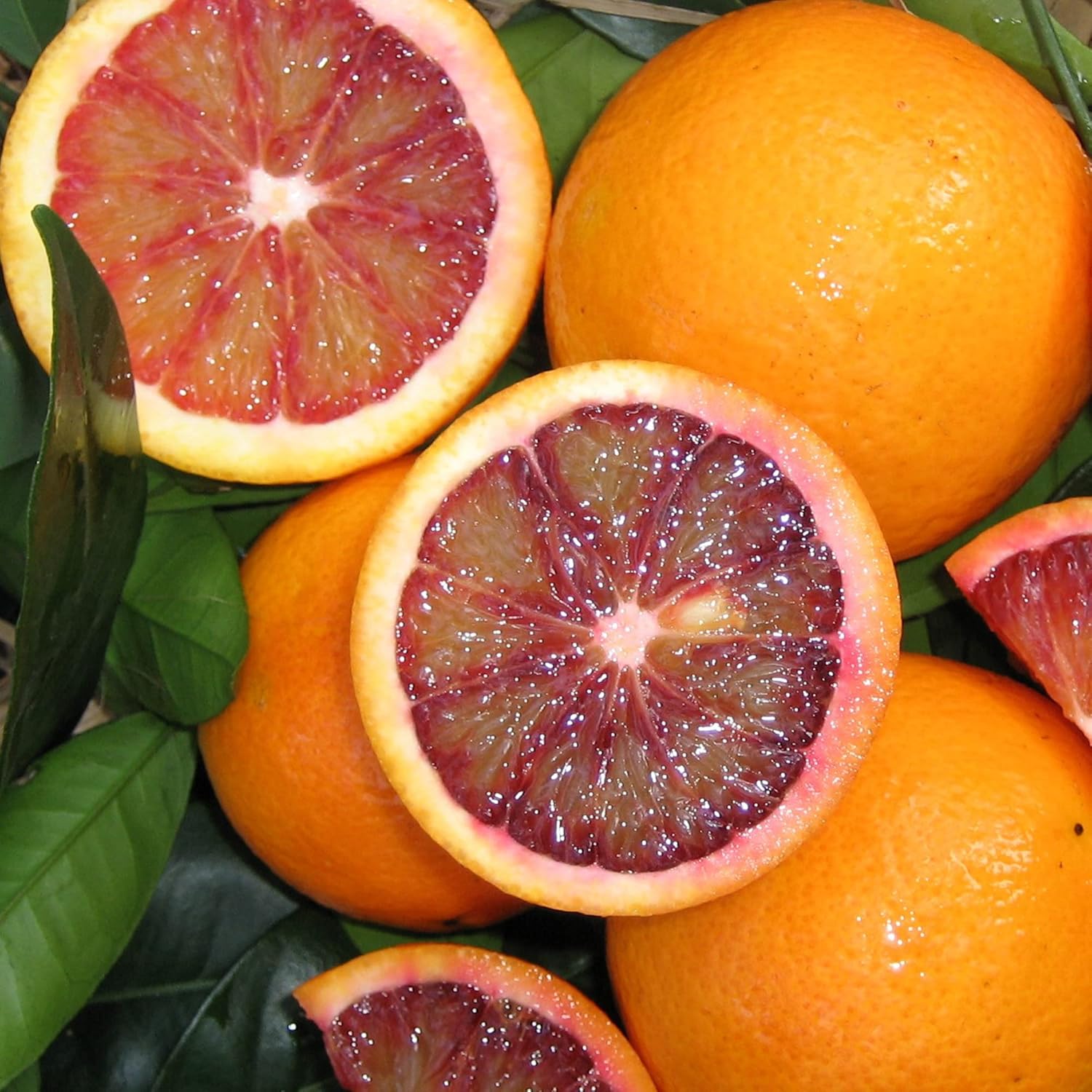 Blutorangenbaumsamen – wächst schnell, ist reich an Vitamin C, saftig, gentechnikfrei, ideal für Behälter, die Terrasse, drinnen und draußen – 20 Stück