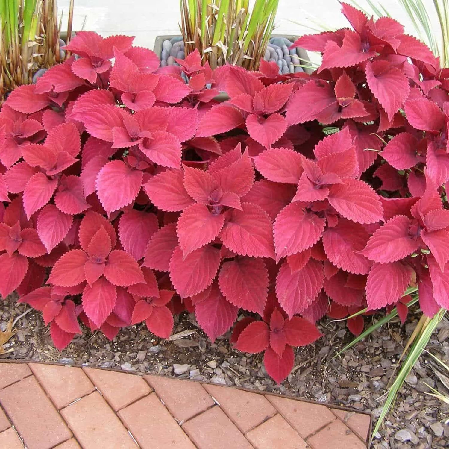Coleus Redhead Seeds | Low Maintenance Evergreen Herb | Showy Red Foliage for Beds, Borders, and Containers | 100Pcs Outdoor Garden Seeds
