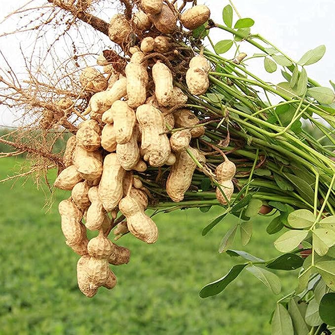 Peanut Seeds  Virginia Jumbo, Non-GMO Fresh Garden Seeds, Gardener's Choice!