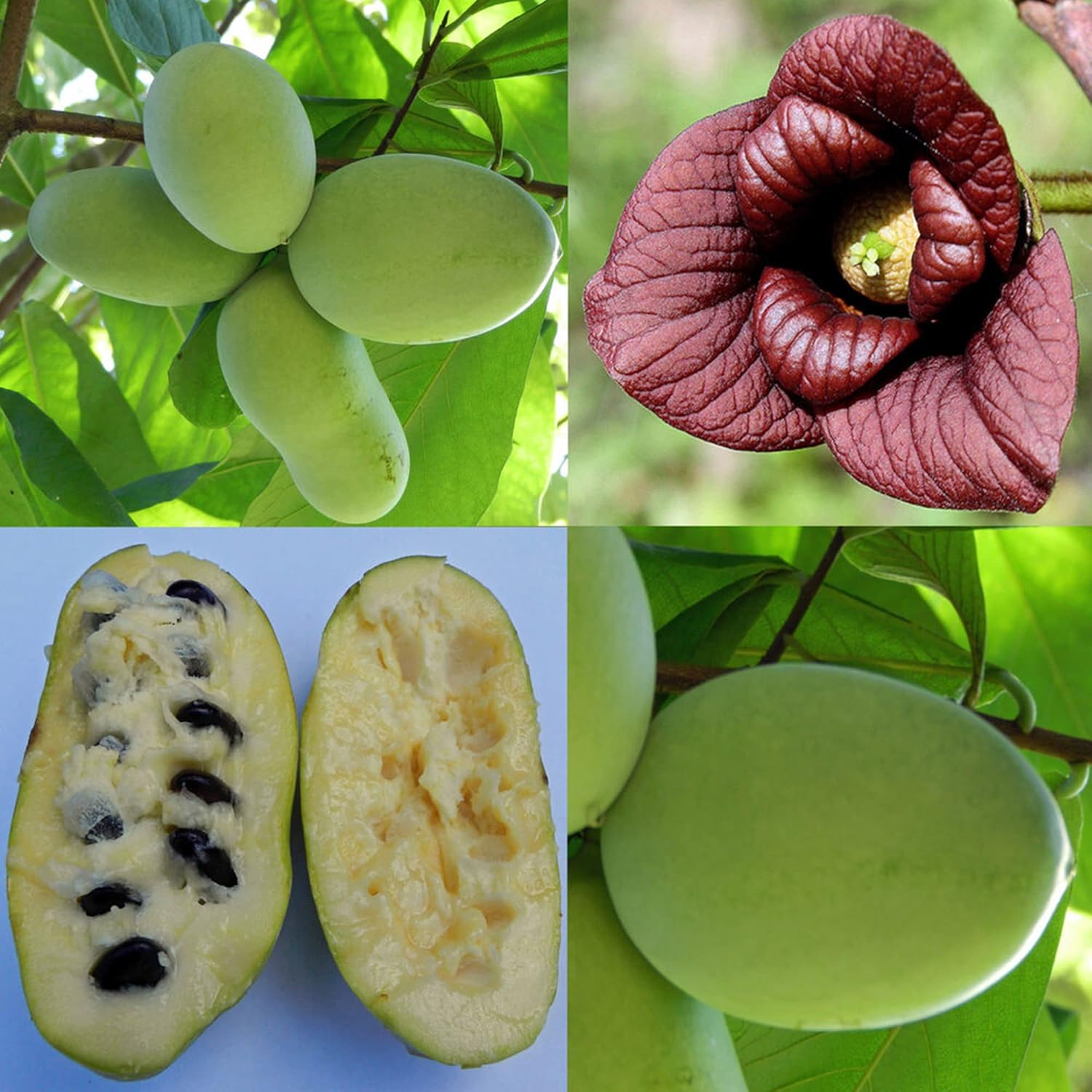 Asimina Triloba Pawpaw Seeds | Low Maintenance Edible Fruit Tree | Fragrant, Showy, Wet Soil Tolerant