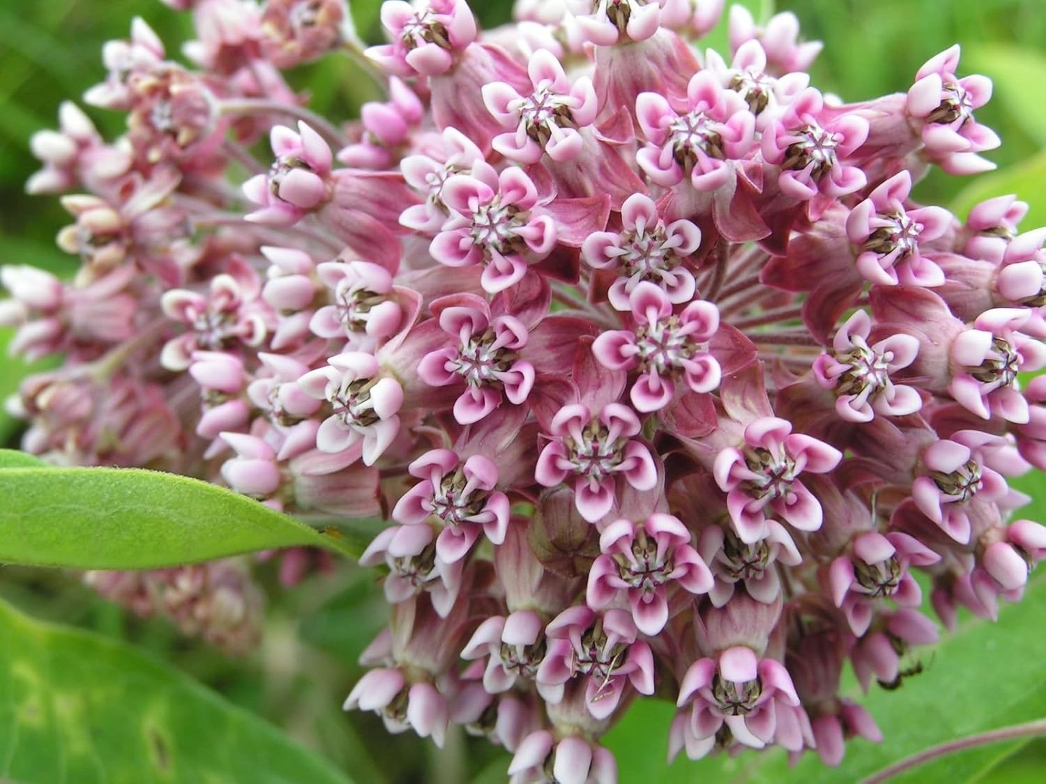 Common Milkweed Seeds – Native Flower Variety for Pollinator Gardens