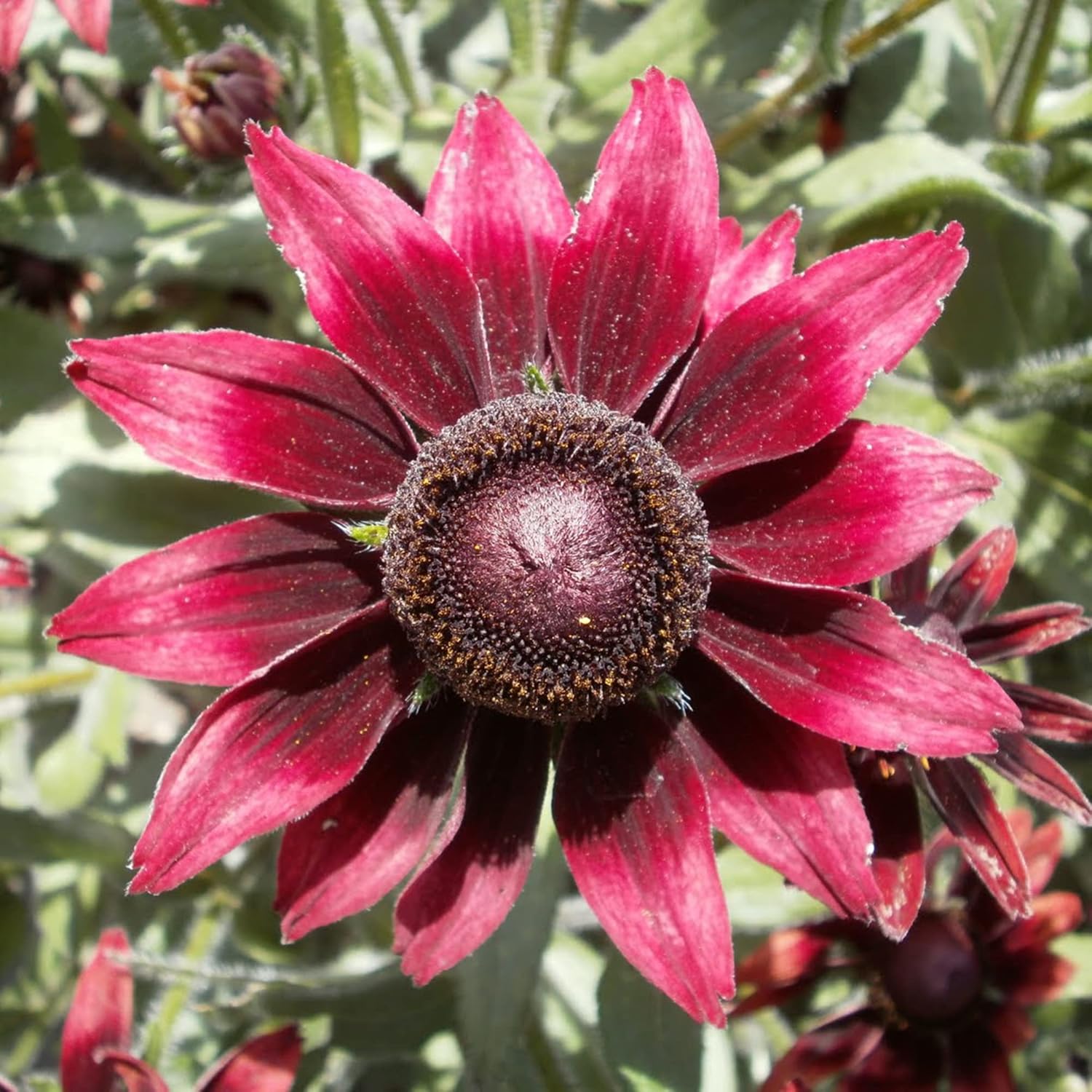 Graines de Rudbeckia Hirta 'Cherry Brandy' | Susan aux yeux noirs | Plante herbacée vivace, attirant les papillons | Résistant aux cerfs et à la sécheresse | Bordure, jardin de campagne, extérieur | 30 graines de fleurs