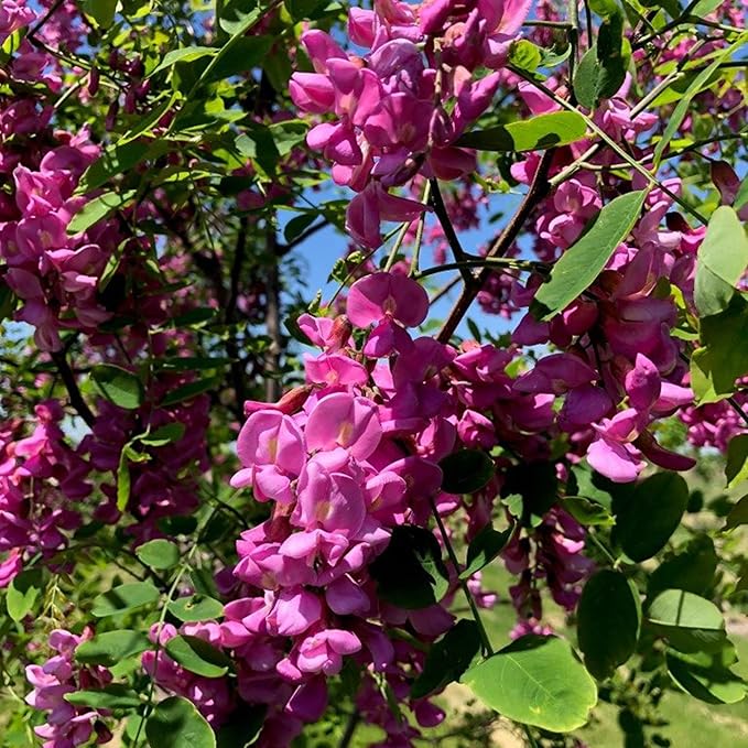 Purple Black Locust Seeds - Deciduous Ornamental Tree with Fragrant Flowers, Drought Tolerant, Attracts Pollinators