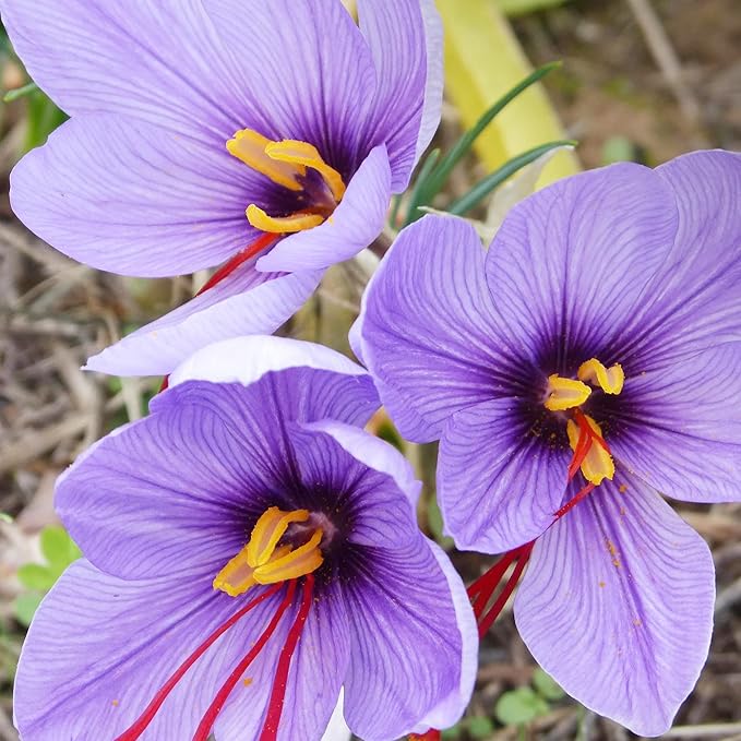 Garden Saffron Seeds, Perennial, Non GMO, Drought Tolerant, Ideal for Container Gardens