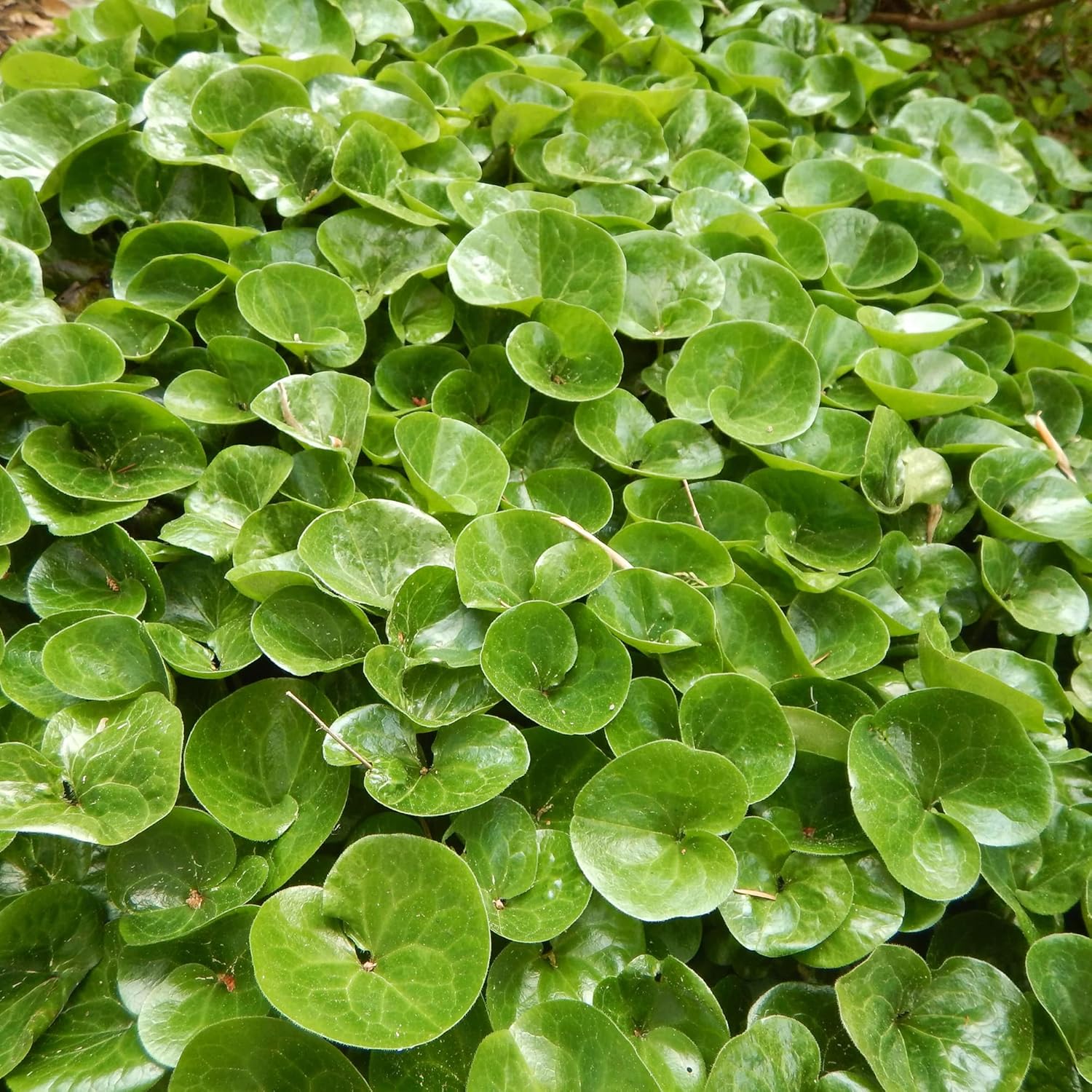 Kanadischer Wildingwer Samen | Asarum Canadense | Mehrjährige Kräutersamen mit attraktivem Laub | Niedrig wachsender Bodendecker für Gärten | Bepflanzung im Freien | 25 Stück