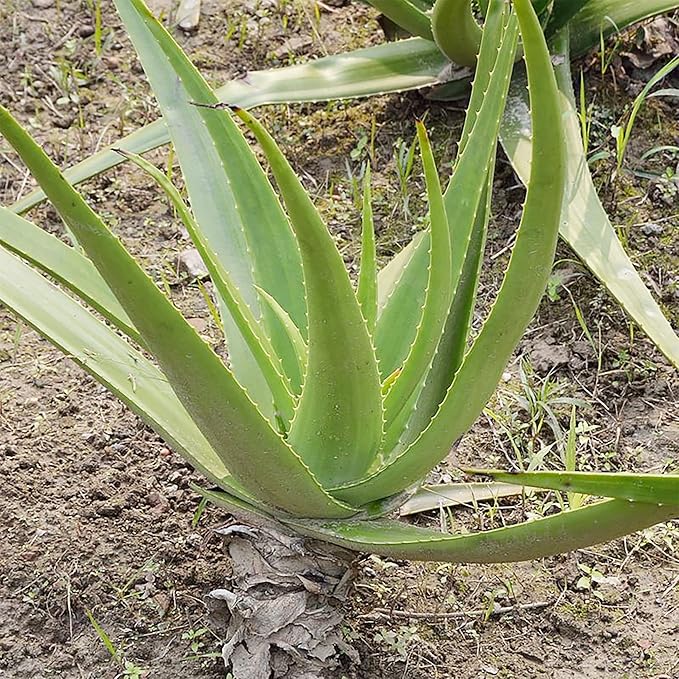 Aloe Vera Seeds  Non GMO Succulent Herb Perennial for Easy Care Indoor And Outdoor Containers