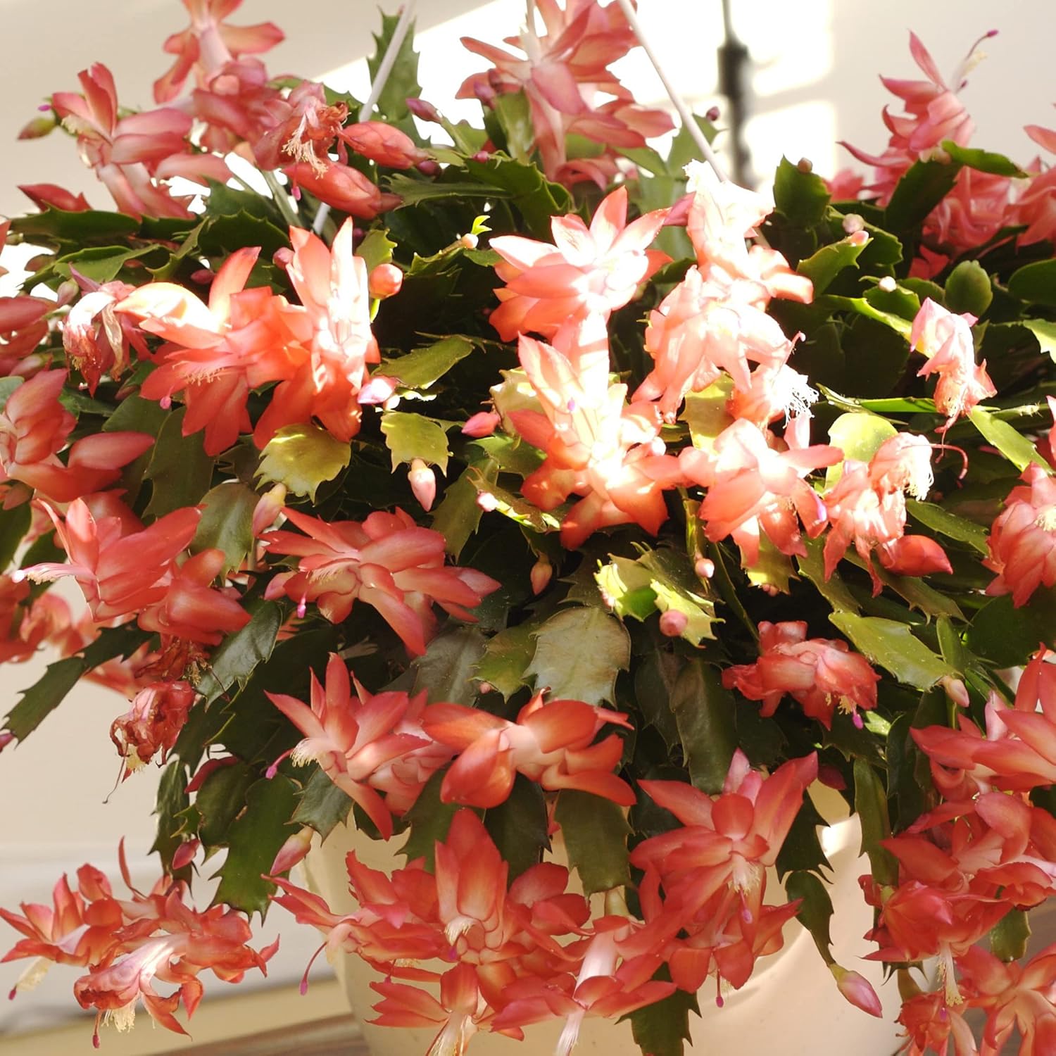 Zygocactus Seeds Crab Cactus, Christmas Cactus Ornamental Garden Decor Pots Hanging Baskets Indoor Outdoor Houseplant  Flower Seeds