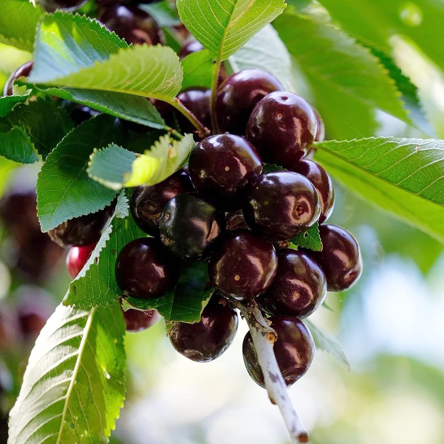 Schwarze Kirschsamen – mittelgroßer bis großer Laubbaum mit duftenden weißen Blüten, süßen, saftigen Früchten, ideal für Marmelade und kulinarische Zwecke – 30 Stück