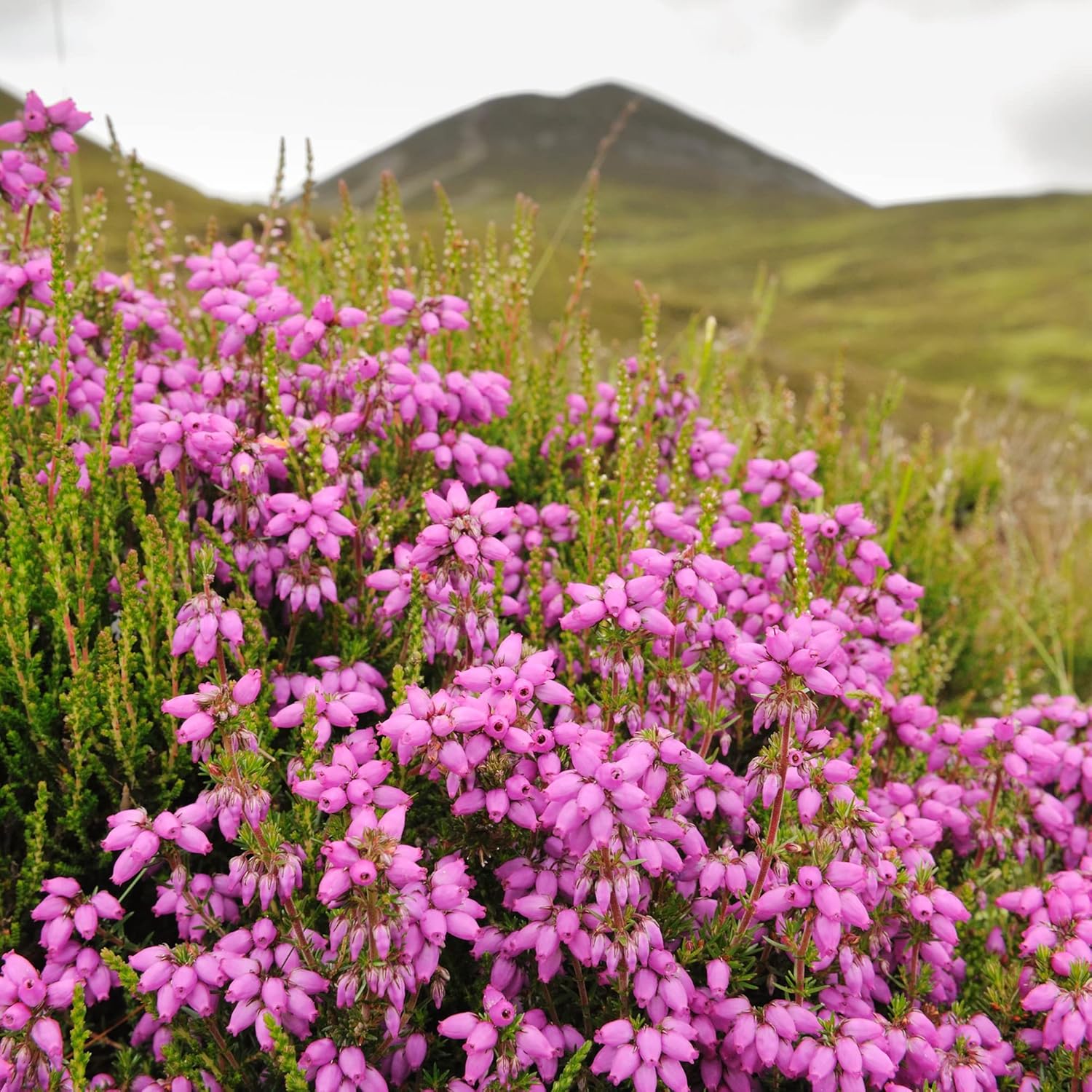 Scotch Heather Seeds for Planting,Calluna Vulgaris Low-Growing Evergreen Shrub for Patios