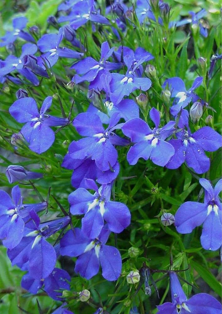 Semi di Lobelia (Semi di Lobelia Blu Cobalto) - Fioriture Blu Vivaci per Giardinaggio Esperto
