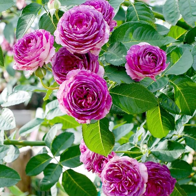 Graines de rosier grimpant violet - Fleurs parfumées pour la coupe, les compositions florales et l'attraction des pollinisateurs - Accents de jardin vertical pour treillis, tonnelles et clôtures - 5 pièces
