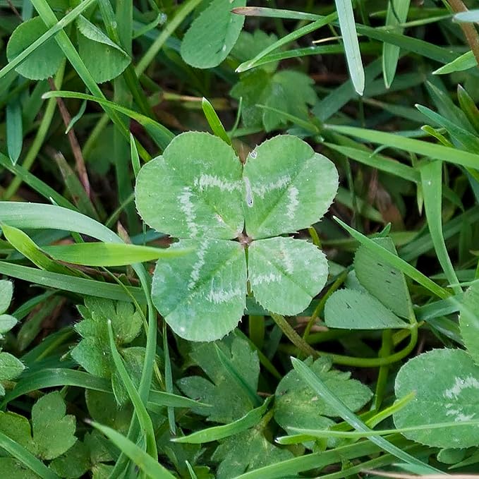 YEGAOL Garden Four Leaf Clover Seeds  Ornamental Ground Cover for Indoor And Outdoor, Potted Garden Grass