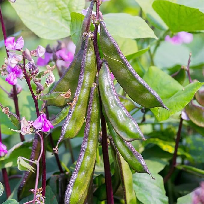 Hyacinth Bean Seeds (Lablab purpureus), Vigorous Climbing Vine with Ornamental & Edible Appeal