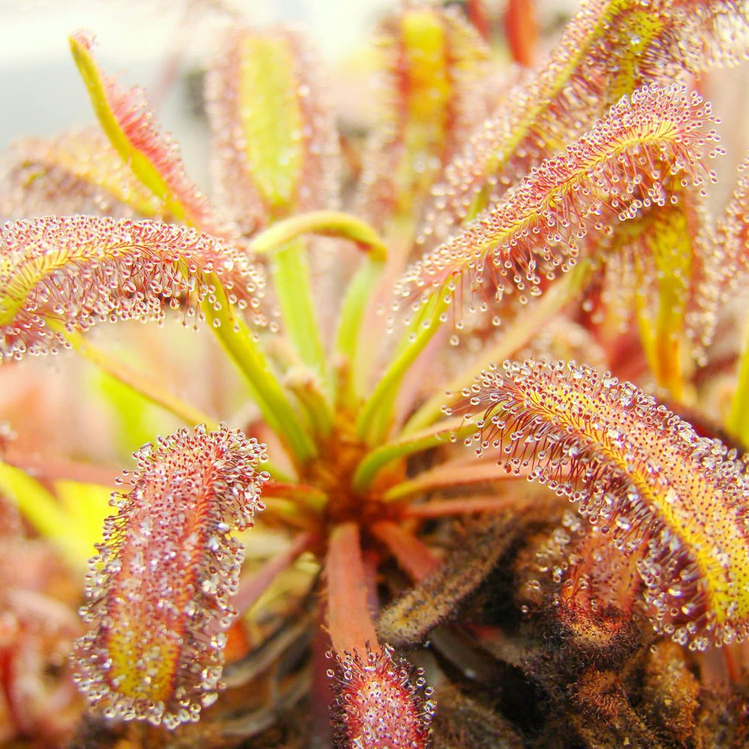 Sonnentausamen Drosera, fleischfressende Pflanzen, einzigartige Methode zum Einfangen von Insekten, dekorative Pflanzen für drinnen und draußen – 30 Stück