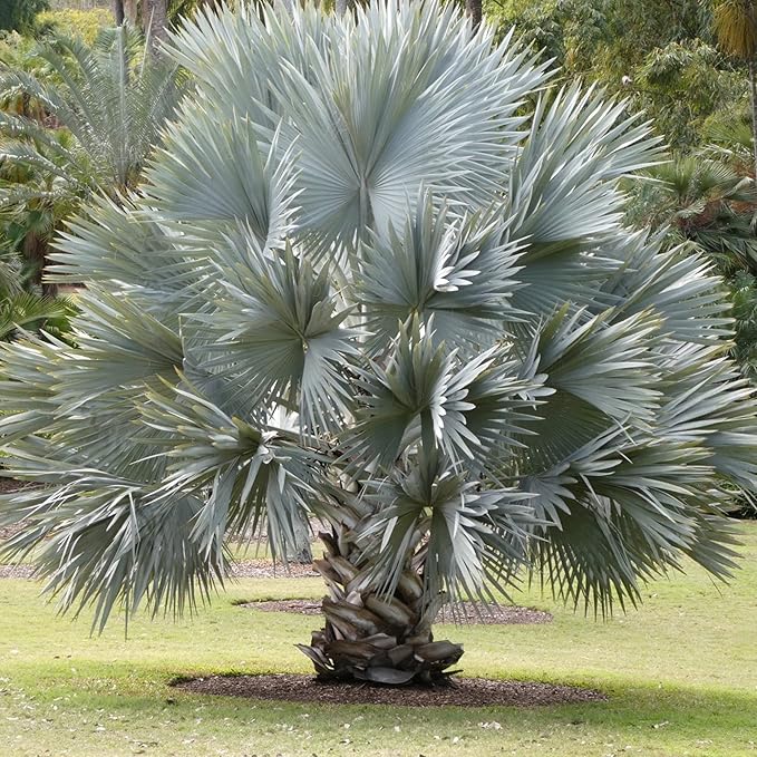 Bismarck Palm Seeds, Bismarckia Nobilis, Low Maintenance And Drought Tolerant, Tree Seeds