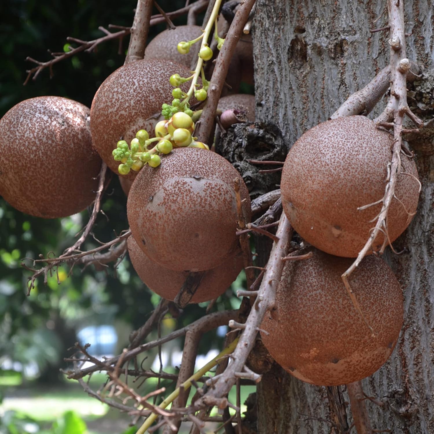 Cannonball Gourd Seeds  Ideal for Birdhouses,Ornamental Edible Garden And Outdoor Trellis