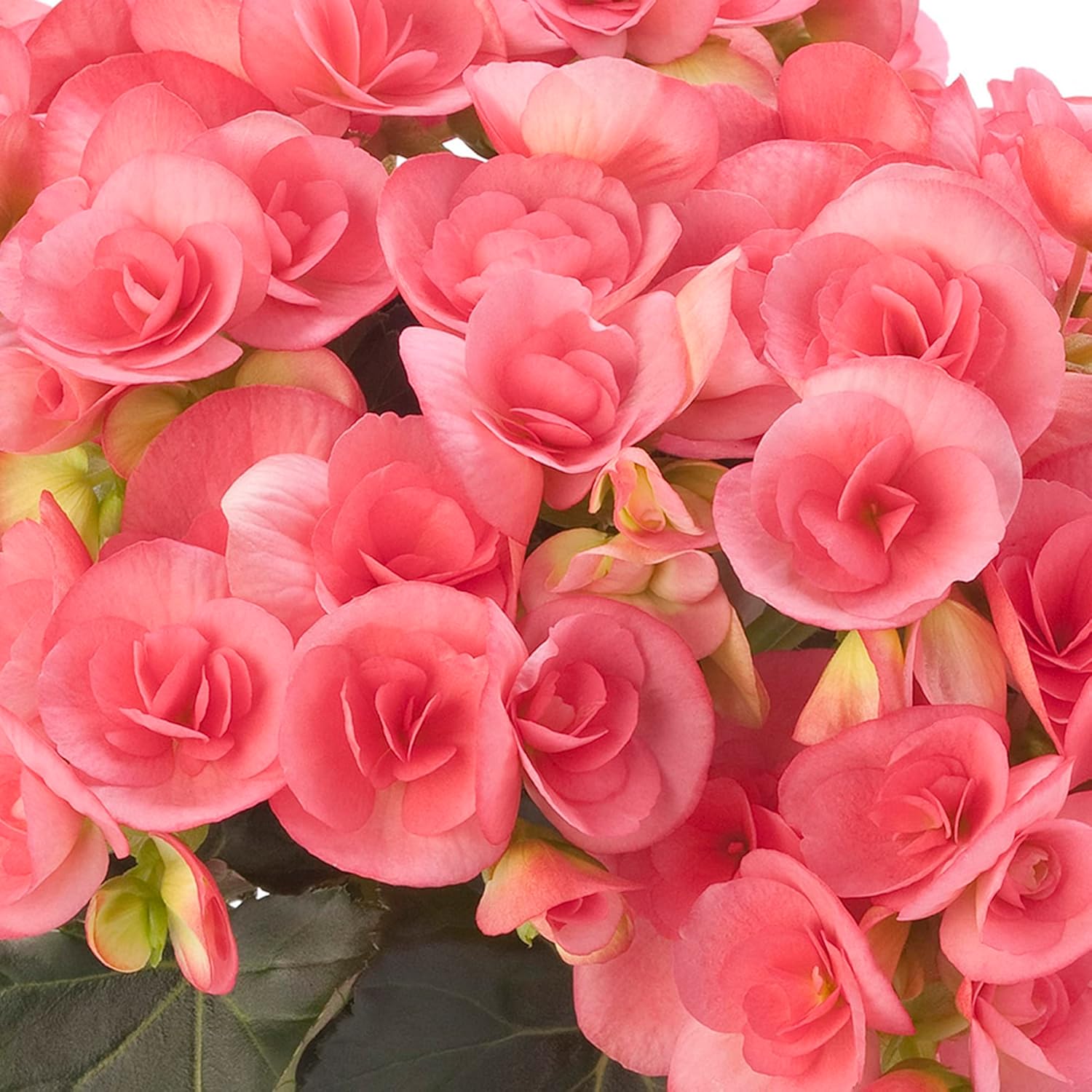 Pink Rieger Begonia Seeds  Popular Houseplant with Showy, Beautiful Flowers And Attractive Foliage  Easy to Care for  Ideal for Garden Beds, Indoor And Outdoor Spaces   Flower Seeds