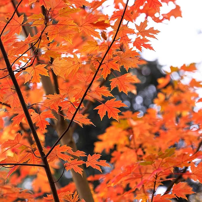 Autumn Blaze Ahornbaumsamen - Freeman-Ahorn, schnell wachsend, trockenheitsresistent, pflegeleicht für Terrasse und Beeteinfassungen - 60 Stück