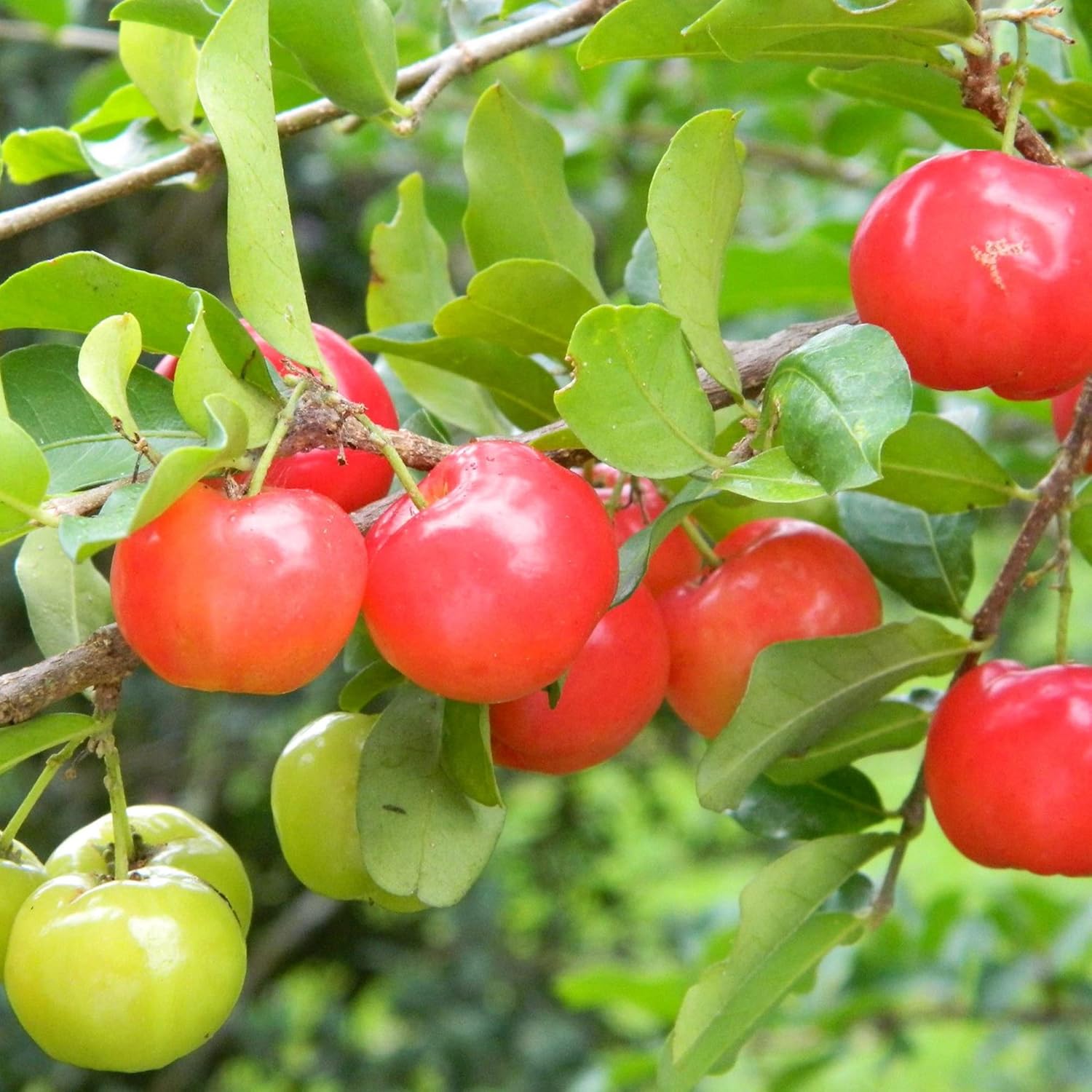 Barbados-Kirschsamen Acerola, Malpighia Emarginata, tropische Frucht, reich an Vitamin C und A, für Säfte, kulinarisch, 10 Stück Fruchtsamen 