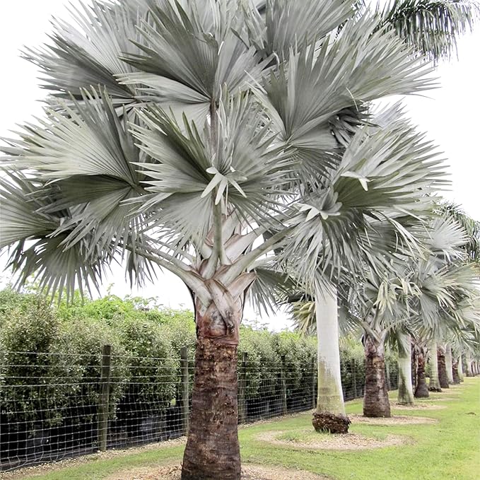 Bismarck Palm Seeds, Bismarckia Nobilis, Low Maintenance And Drought Tolerant, Tree Seeds