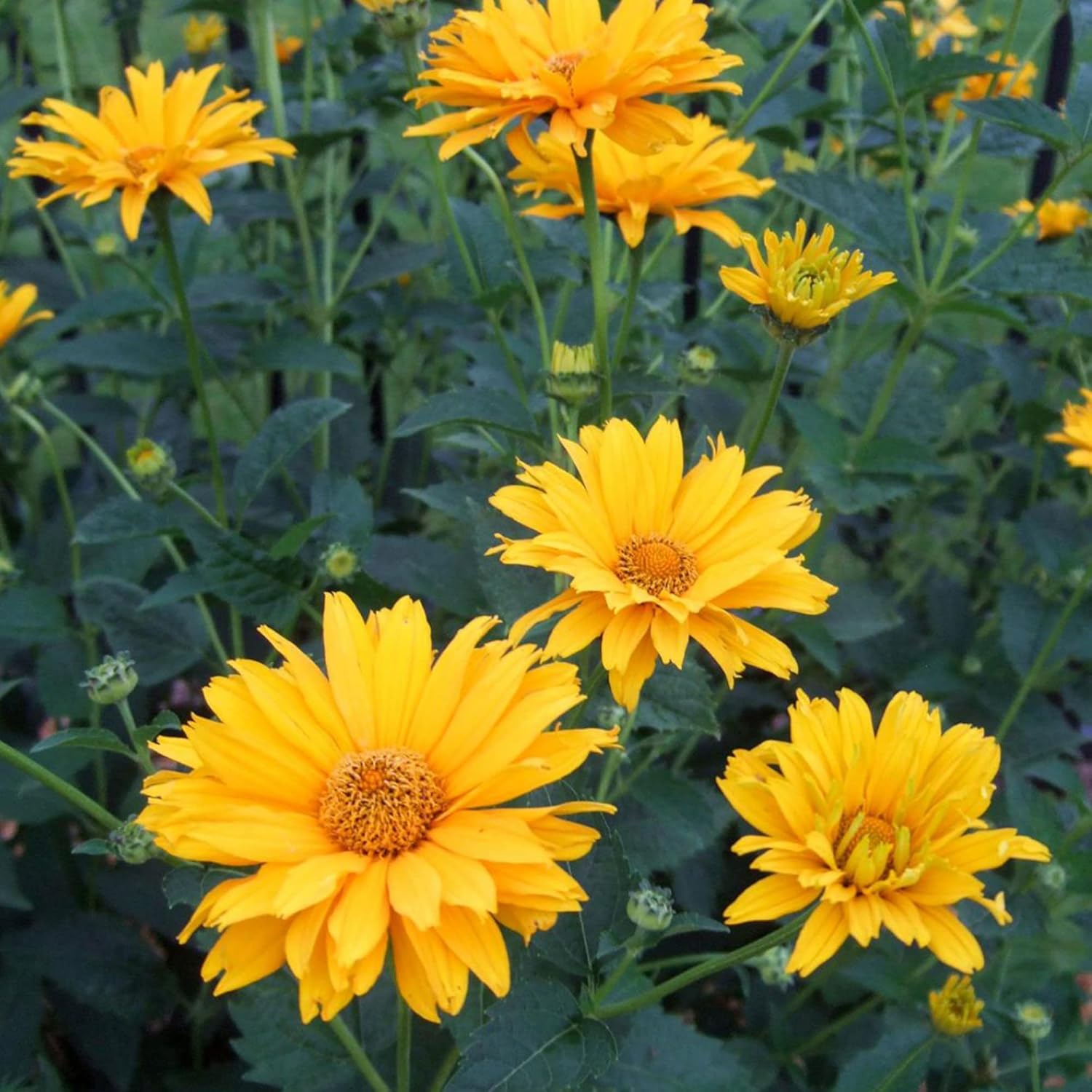 False Sunflowers Seeds (Heliopsis Helianthoides) | Perennial, Hardy, Heat & Drought Tolerant | Vibrant Cut Flowers for Patio, Container, and Garden Bed | 50Pcs Flower Seeds