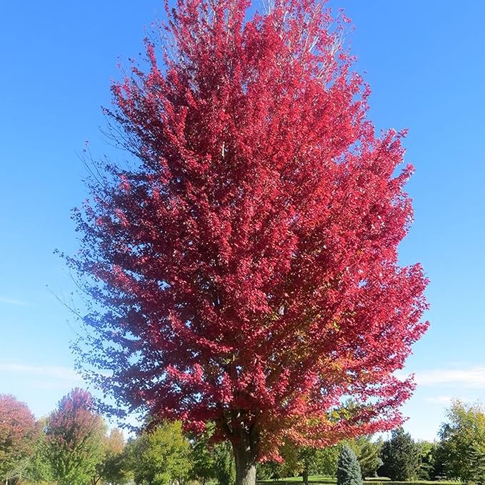 Autumn Blaze Ahornbaumsamen - Freeman-Ahorn, schnell wachsend, trockenheitsresistent, pflegeleicht für Terrasse und Beeteinfassungen - 60 Stück