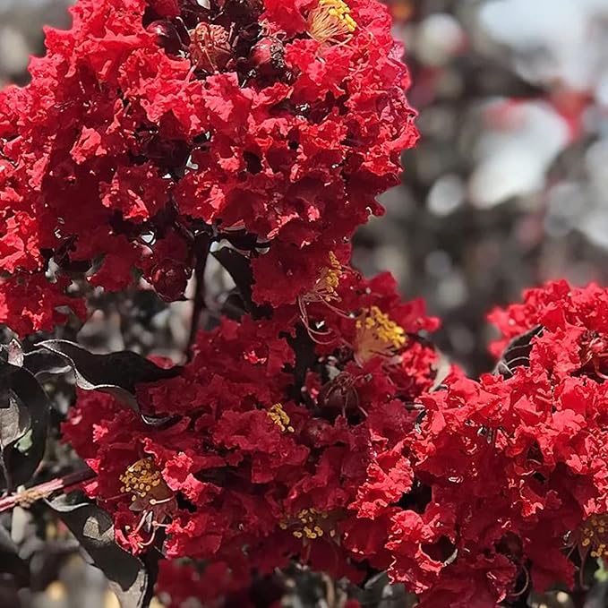 Graines de myrte de crêpe rouge - Lagerstroemia Indica Arbre ou arbuste à fleurs caduques pour haie et écran - 35 pièces