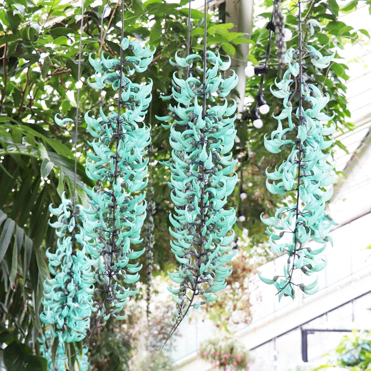 Jade Vine Seeds Strongylodon Macrobotrys  Perennial Woody Vine for Ornamental Patio