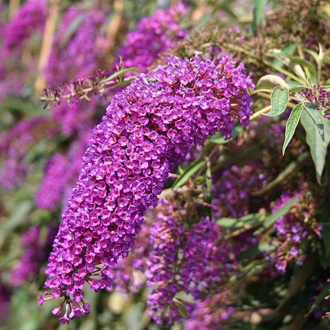 Purple Butterfly Bush Seeds  Buddleia Davidii, Fragrant  Fast Growing, Attracts Butterflies, Drought Tolerant Deciduous Shrub for Garden Bed