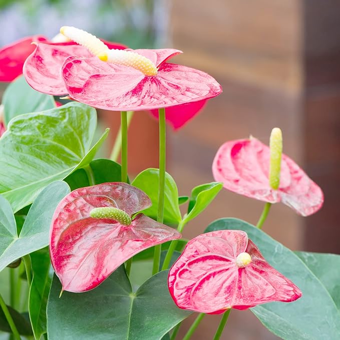 Anthurium Flamingo Flower Seeds  Perennial, Evergreen, Low Maintenance, Showy Cut Flowers for Indoor  Outdoor Containers