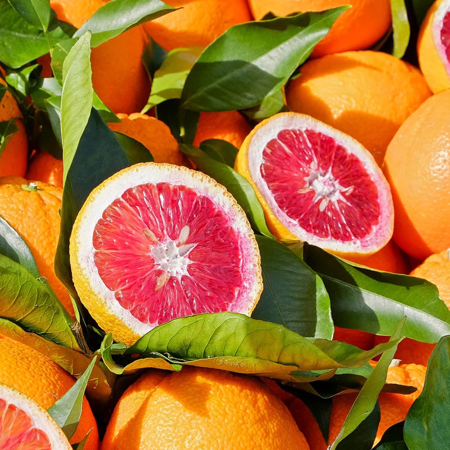 Blutorangenbaumsamen – wächst schnell, ist reich an Vitamin C, saftig, gentechnikfrei, ideal für Behälter, die Terrasse, drinnen und draußen – 20 Stück