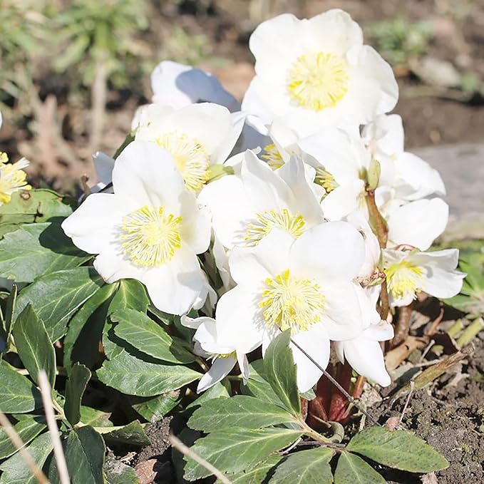 Christmas Rose Seeds (Helleborus Niger) GMO-Free Perennial, Deer & Rabbit Resistant, Outdoor Borders & Beds - 20 Pcs Flower Seeds