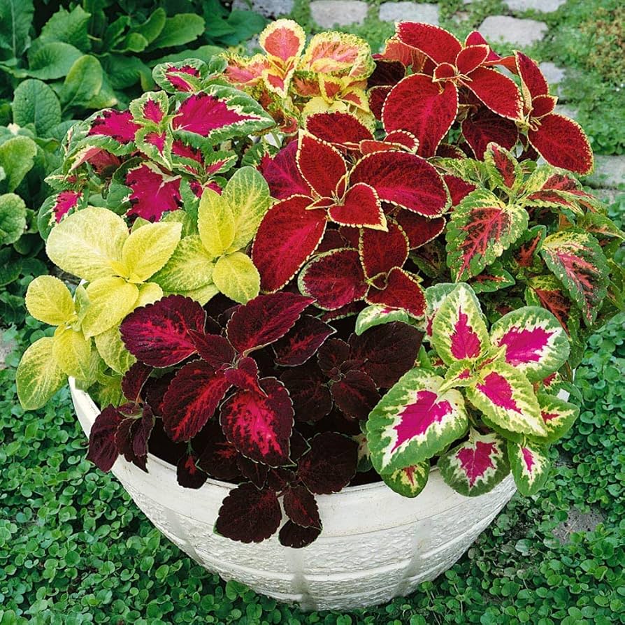 Rare Coleus Ornamental Plant with Vibrant Foliage for Gardens and Containers