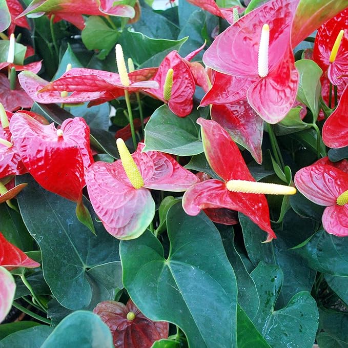 Anthurium Flamingo Flower Seeds  Perennial, Evergreen, Low Maintenance, Showy Cut Flowers for Indoor  Outdoor Containers