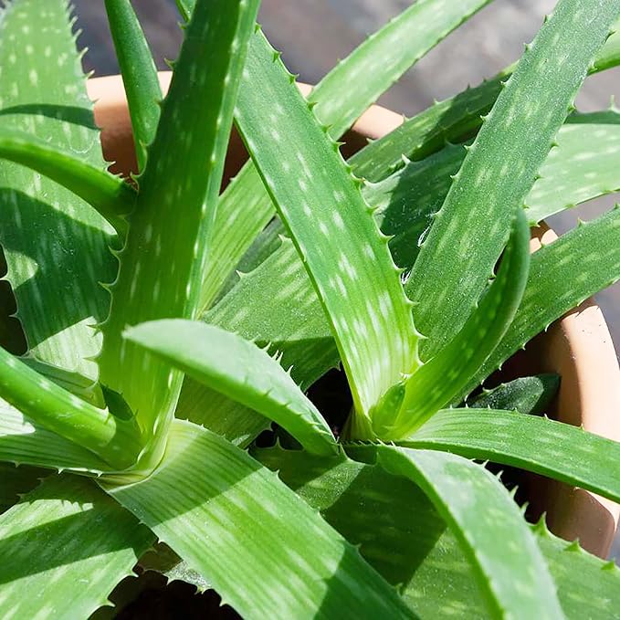 Aloe Vera Seeds  Non GMO Succulent Herb Perennial for Easy Care Indoor And Outdoor Containers