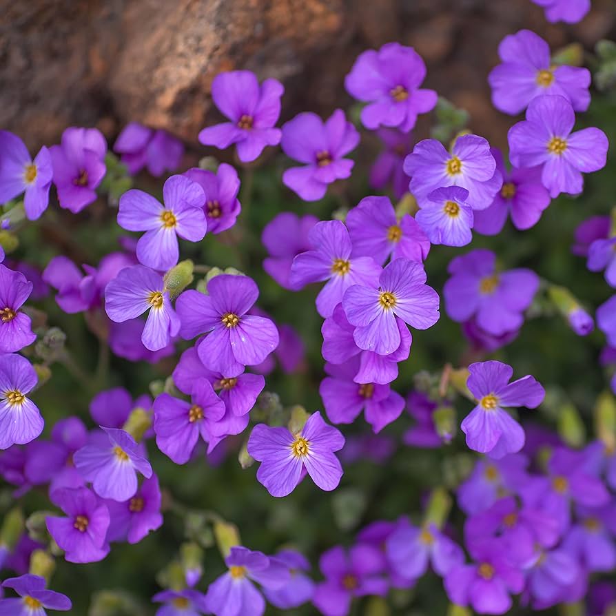 Thym rampant arc-en-ciel Cresson bleu - Fleur couvre-sol vivace pour jardin domestique, 200 pièces (12 couleurs)