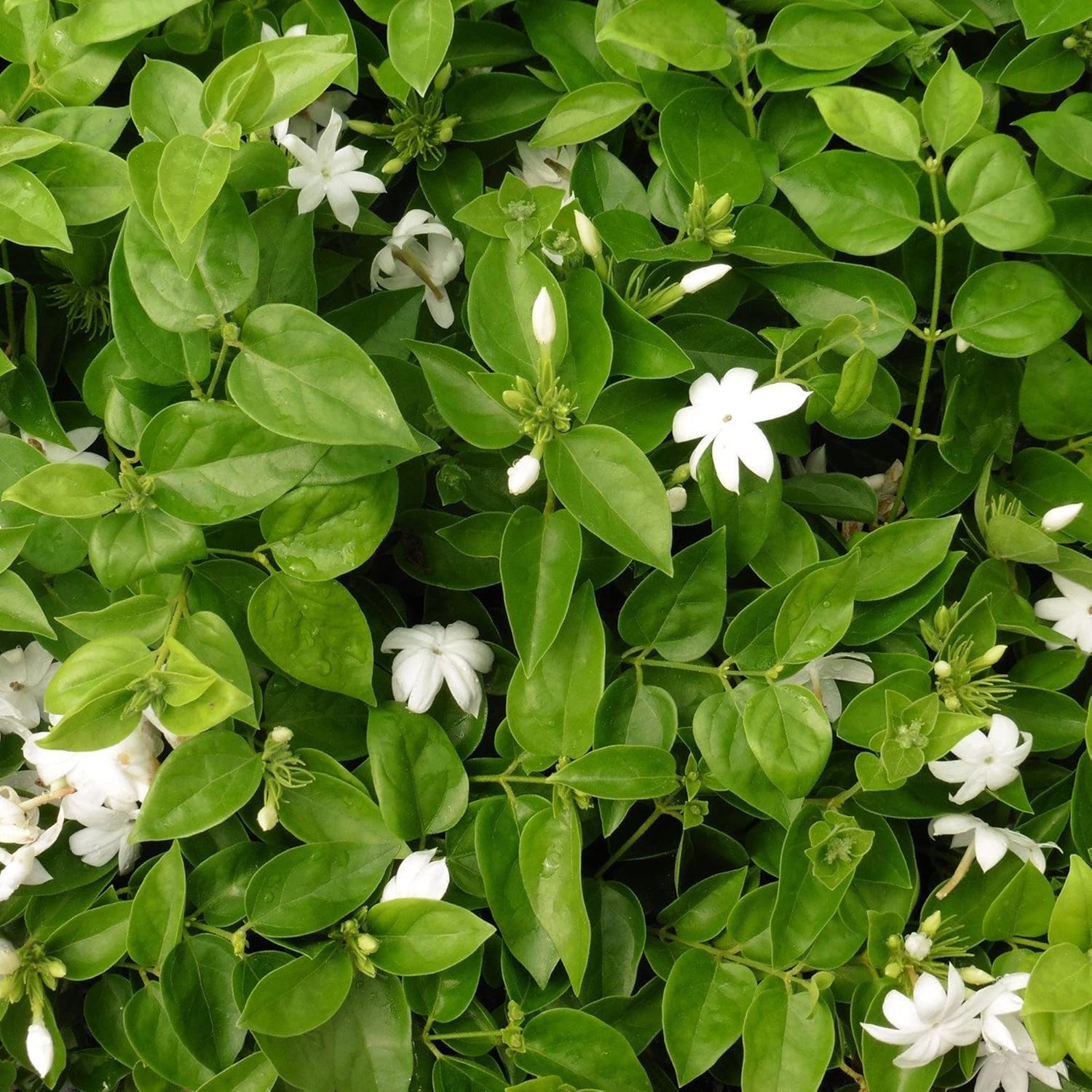 Jasminum Sambac Seeds Arabian Jasmine, Fragrant Broadleaf