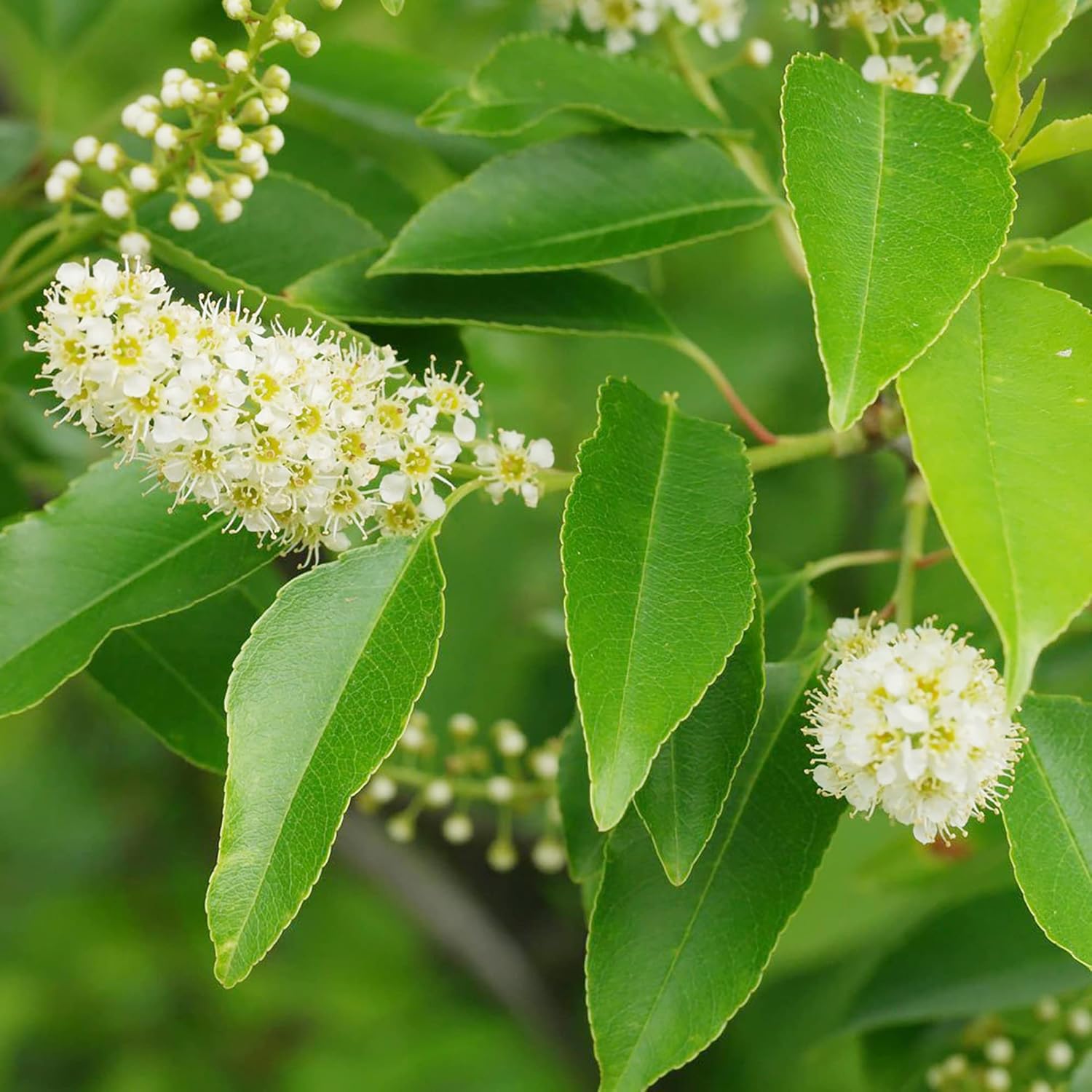 Schwarze Kirschsamen – mittelgroßer bis großer Laubbaum mit duftenden weißen Blüten, süßen, saftigen Früchten, ideal für Marmelade und kulinarische Zwecke – 30 Stück