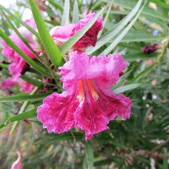 Graines d'arbustes de saule du désert (Chilopsis Linearis) - Sans OGM, résistants à la sécheresse, faciles à entretenir, à croissance rapide - 30 pièces