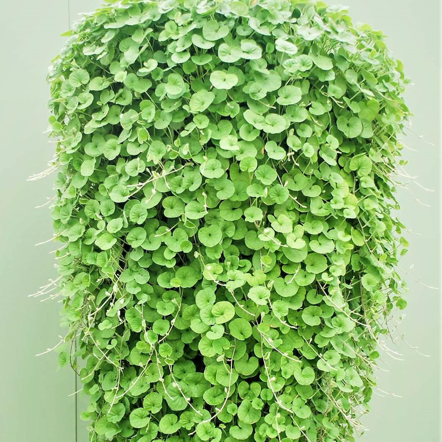 Dichondra Repens Seeds - Perennial Ground Cover Lawn Substitute - 100Pcs Herb Seeds