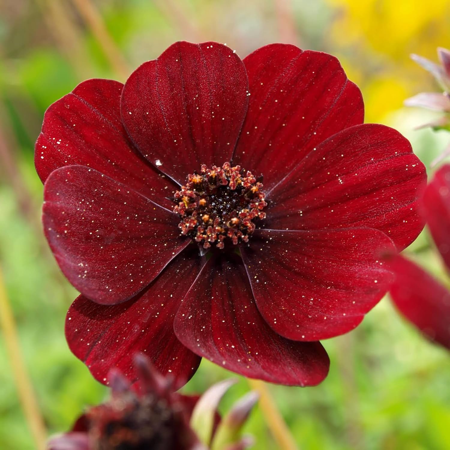 Chocolate Cosmos Seeds  Cosmos Atrosanguineus Perennial with Chocolate Fragrance, Butterfly Attracting Ornamental Flower for Gardens And Containers