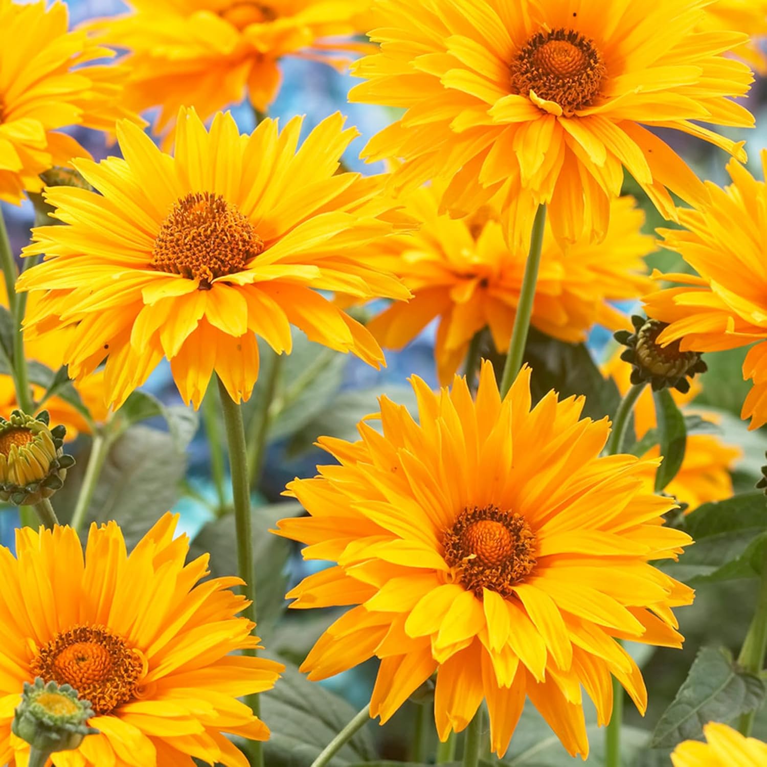False Sunflowers Seeds (Heliopsis Helianthoides) | Perennial, Hardy, Heat & Drought Tolerant | Vibrant Cut Flowers for Patio, Container, and Garden Bed | 50Pcs Flower Seeds