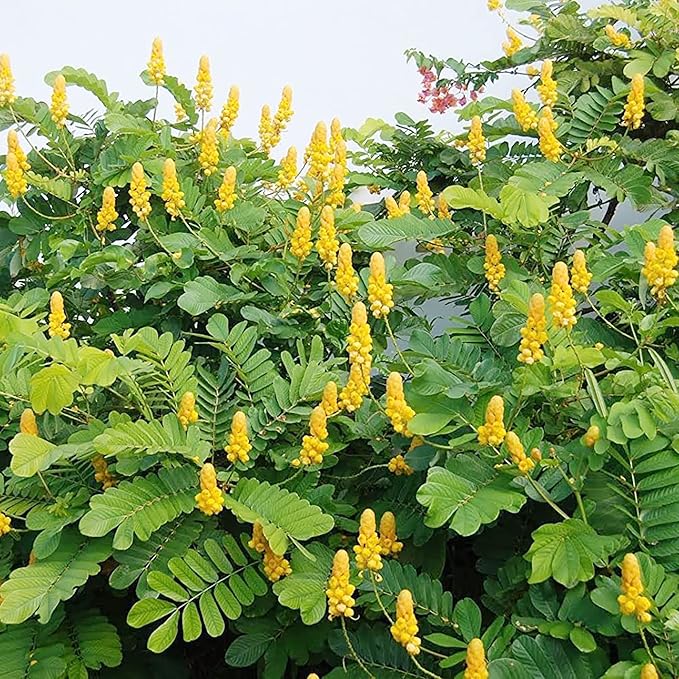 Cassia Alata Seeds - Senna Alata Exotic Evergreen Shrub, Perennial, Deer Resistant, Ornamental, Bee-Attracting Rock Garden Border Landscape - 20 Pieces