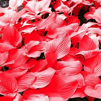 Hosta Jardin Perennials Lily Seeds for Planting