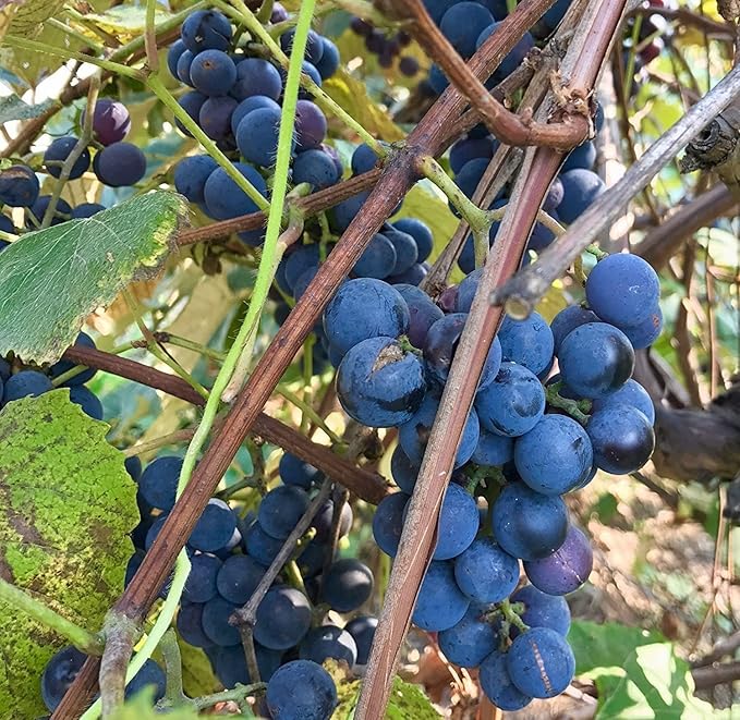 Concord Grape Seeds (Heavy Fruiting Seeds) - 30