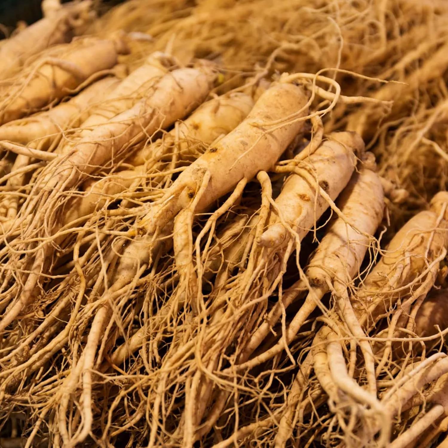 Korean Ginseng Seeds Panax Ginseng Perennial Health Benefits Garden Beds Outdoor Border Herb Seeds