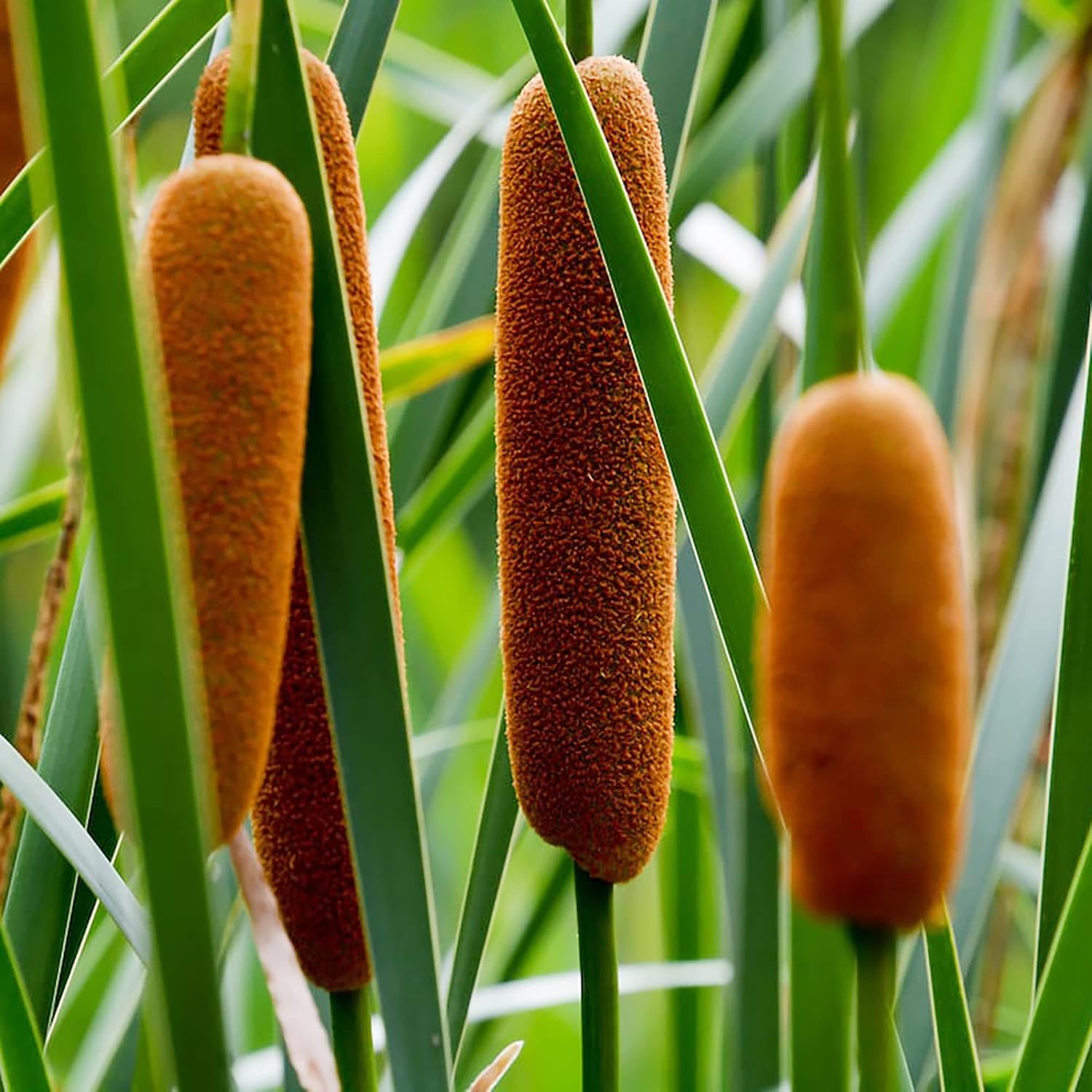 Cattail Seeds (Typha Latifolia) Broadleaf Cattail Perennial Fast-Growing for Ponds