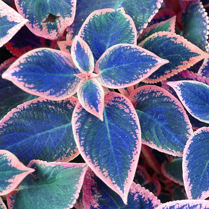 Blue Mix Rare Coleus Seeds, Vibrant Foliage for Garden & Containers